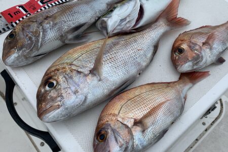 ９月２３日の釣果です🎣
