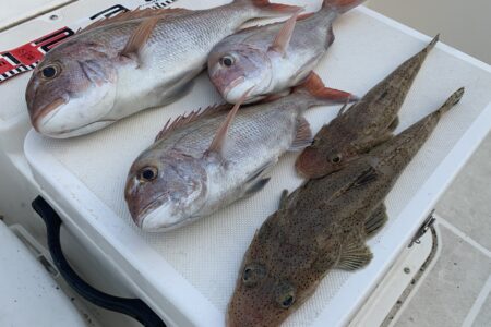 ９月２０日の釣果です🎣