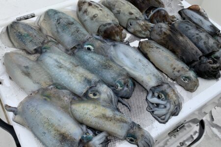 ９月２４日の釣果です🦑