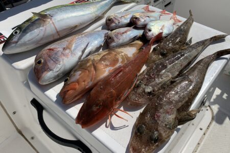 １０月７日の釣果です🎣