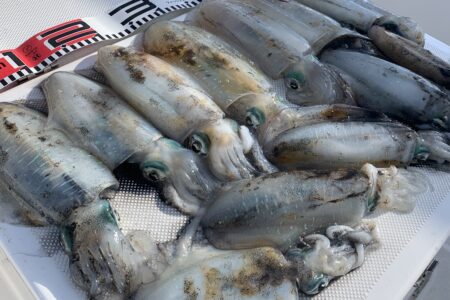 １０月３０日の釣果です🦑