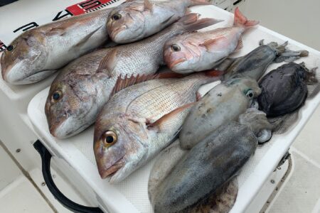 １０月４日のタイラバ＆ティップラン調査出港の釣果です🎣🦑