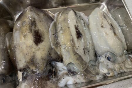 １０月６日のティップラン調査出港の釣果です🦑