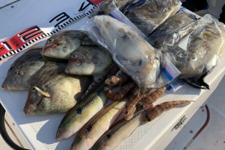 １１月１５日の釣果です🦑🎣