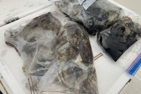 １１月１３日のティップラン調査出港の釣果です🦑