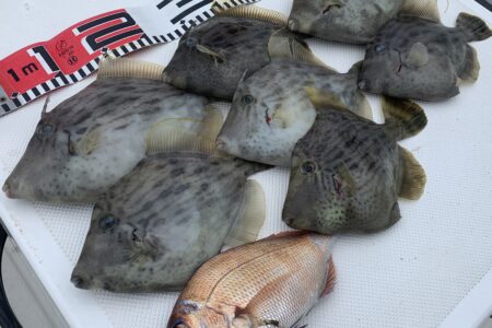 １１月９日の釣果です🎣