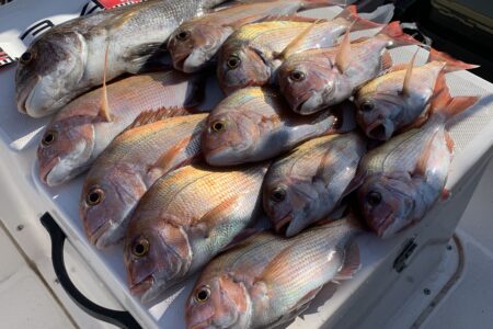 １２月１６日の釣果です🎣