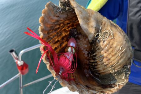 ８月７日の釣果です🐙