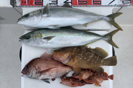 ４月２０日の釣果です🎣