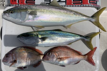 ４月３０日の釣果です🎣🦑