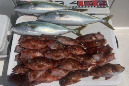 ４月２１日の釣果です🎣