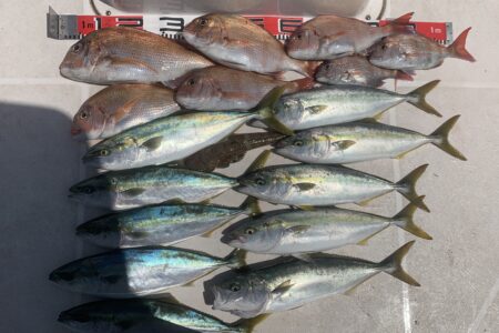 ４月２６日の釣果です🎣