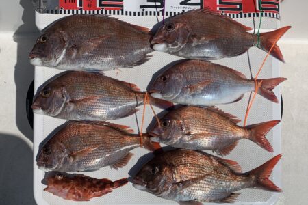５月４日の釣果です🎣