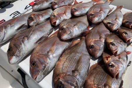 ５月３１日の釣果です🎣