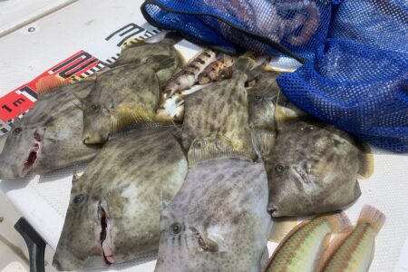 ６月２２日の釣果です🐙🎣