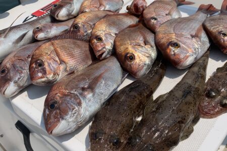 ６月１日の釣果です🎣