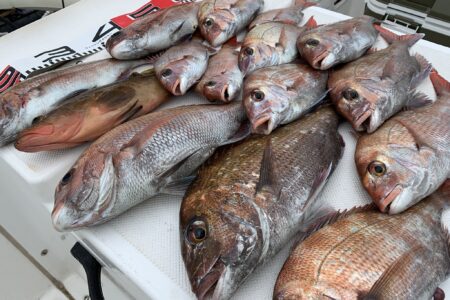 ６月２日の釣果です🎣