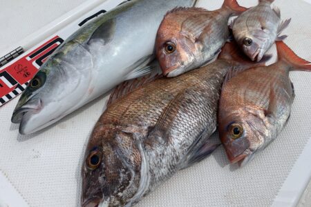 ６月６日タイラバ調査出港🎣