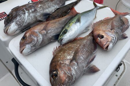 ６月８日の釣果です🎣