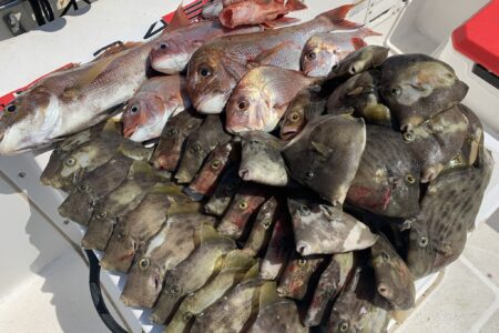 ６月２８日の釣果です🎣