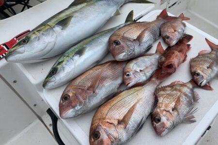 ６月７日の釣果です🎣