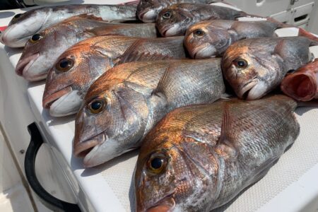 ７月８日の釣果です🎣