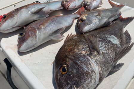 ７月３０日の釣果です🎣
