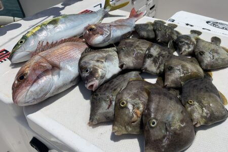 ７月１３日の釣果です🎣