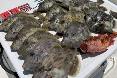 ７月２２日の釣果です🎣