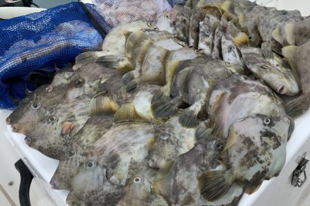 ７月１６日の釣果です🐙🎣