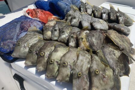 ７月２４日の釣果です🐙🎣