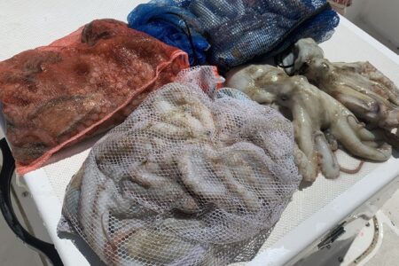 ８月３１日１ラウンド目の釣果です🐙