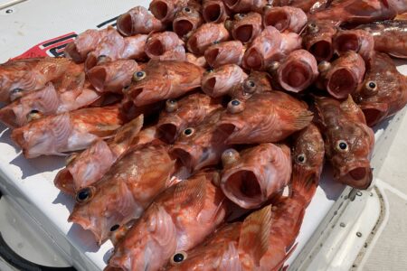 ８月１４日１ラウンド目ファミリーフィッシングの釣果です🎣