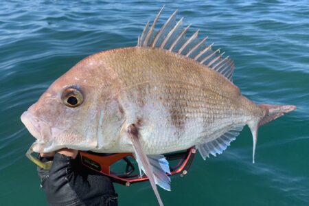 ８月３１日２ラウンド目タイラバ調査出港の釣果です🎣