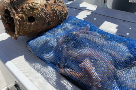 ８月２１日マダコ調査出港の釣果です🐙