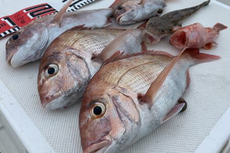 ８月９日の釣果です🎣