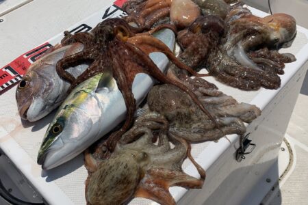 ７月３１日の釣果です🐙🎣