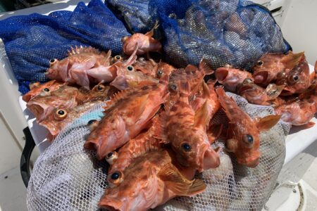 ８月１７日の釣果です🐙🎣