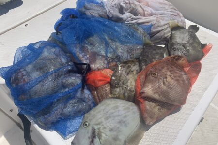 ８月２日の釣果です🐙🎣