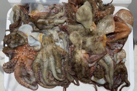 ８月２７日マダコ調査出港の釣果です🐙