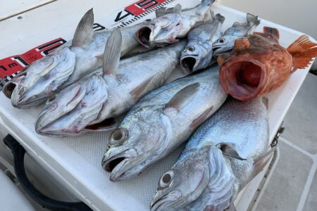 ８月３日２ラウンド目クログチ調査出港の釣果です🎣