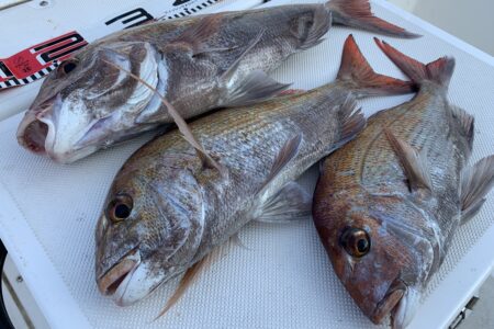 ８月１４日２ラウンド目タイラバ調査出港の釣果です🎣
