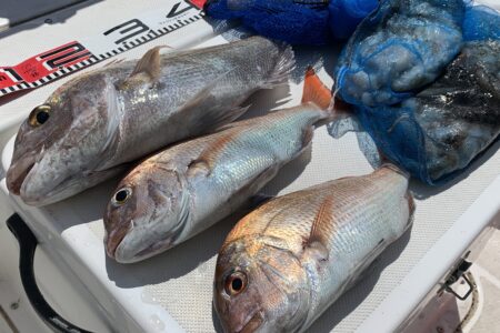 ９月９日１ラウンド目の釣果です🐙🎣
