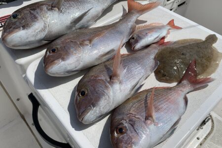 ９月７日の釣果です🎣