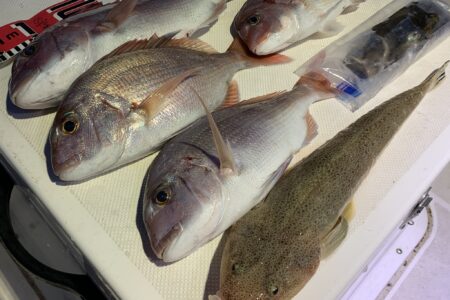 ９月１７日のタイラバ＆ティップラン調査出港の釣果です🎣🦑