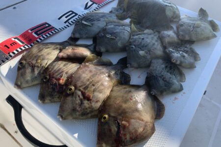 １１月２３日の釣果です🎣