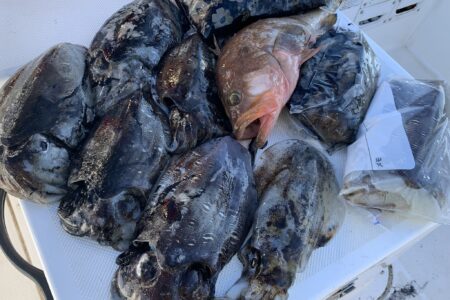 １１月２２日の釣果です🦑