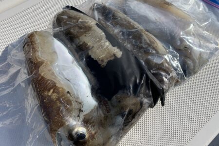 １１月６日のティップラン調査出港の釣果です🦑