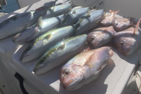 １２月９日の釣果です🎣