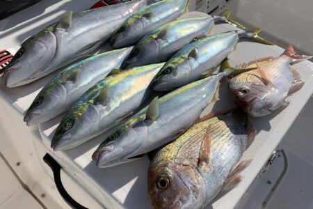 １２月７日のジギング＆タイラバ調査出港の釣果です🎣